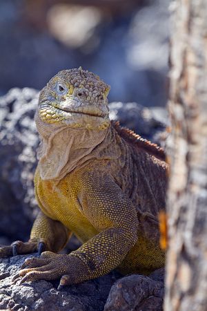 South Plaza, Islas Plaza, Galapagos Islands 043.jpg